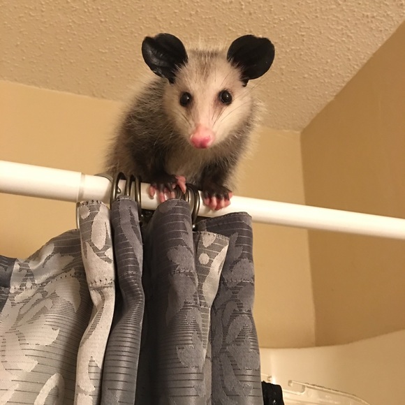 Meet your Posher, Chels - Picture 4 of 12